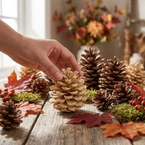 tételeket Fenyőtoboz Pinus Pinea toboz krém vegyes 5-18cm 25 db