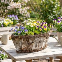 tételeket Növénytál ovális jardiniere nyírfa kéreg szőlő 36x13x12cm