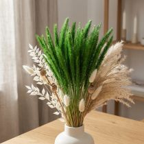tételeket Zöld sörtéjű köles Setaria viridis száraz fű 52cm 28g