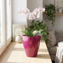 tételeket Orchidea cserép fényes Ø12,5cm cseresznye 1 db