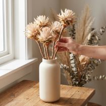 tételeket Leucospermum Plumosum Silver Tree Blossoms Light 25 db