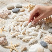tételeket Deco csiga fehér, tengeri csiga natúr dekoráció 2-5cm 1kg