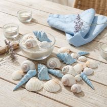 tételeket Kagylódísz csigaház kék natúr 3-5 cm 150 g