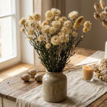 tételeket Száraz dekorációs szalmavirág krém helichrysum szárított 50cm 30g