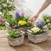 tételeket Növénykosár fogantyúval, négyzet alakú kosártál, natúr ültetőgép kopott elegáns mosott fehér L30/25,5/21 cm H12/11/10 cm 3 db-os készlet