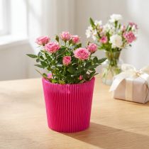 tételeket Redős mandzsetta Cerise 14,5cm 100 db