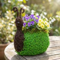 tételeket Ültető Csiga Szőlő Natúr, Zöld 21x14cm H26cm