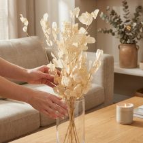 tételeket Szárított ezüstlevelű Lunaria pezsgő 65-70cm 20g