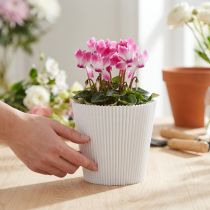 tételeket Redős mandzsetta fehér 10,5cm 100 db