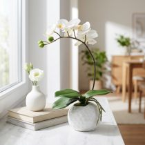 tételeket Phalaenopsis krém kerámia edényben 33cm