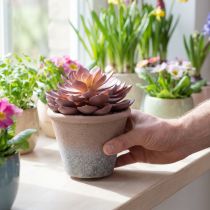 tételeket Zamatos növény cserépben Echeveria mesterséges vörös évjárat Ø15cm H16cm