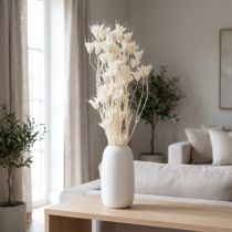 tételeket Szárított Nigella virágok, elegáns természetes dekoráció exkluzív belső terekbe, 70cm, 50g