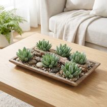tételeket Pozsgás Echeveria Ø6,5cm L11cm 6 db