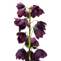tételeket Élethű másolat koktélrudacskából elegáns virágkompozíciókhoz és csokrokhoz 78 cm