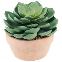 tételeket Zamatos növény cserépben Echeveria műzöld Ø15cm