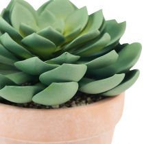 tételeket Zamatos növény cserépben Echeveria műzöld Ø15cm