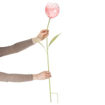 tételeket Kerti dísztulipán virágágyásokba és szegélyekbe 94 cm
