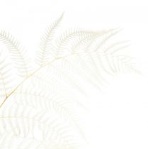 tételeket Szárított páfrány dekoráció fehérített korpás páfrány H75cm 10db