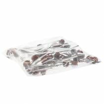 tételeket Glabrum Leucospermum szárított virágok 25-40cm 25 db