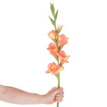 tételeket Műkardvirág sok virággal csokorba, 88 cm