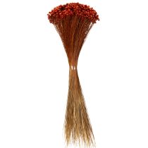tételeket Szárított virágcsokor, bájos kiegészítője vázáknak vagy virágkompozícióknak, 44 cm