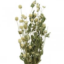Szárított virág, Globe Amaranth, Gomphrena Globosa White L49cm 45g