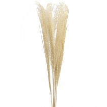 Szárított Deco Grass Natúr díszfű száraz dekoráció 6 szár