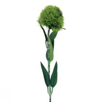 tételeket Zöld szakállas szegfű művirág mint a kertből 54cm