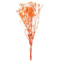 tételeket Baba lehelet szárított virágcsokor Gypsophila 75cm 100g