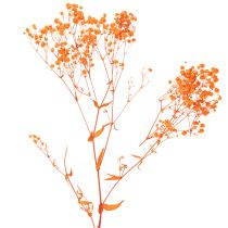 tételeket Baba lehelet szárított virágcsokor Gypsophila 75cm 100g