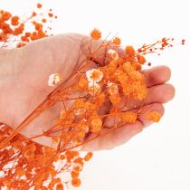 tételeket Baba lehelet szárított virágcsokor Gypsophila 75cm 100g