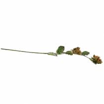 tételeket Mogyoró ág zöld / barna 84cm