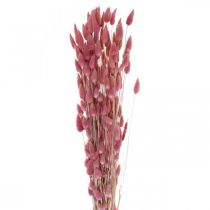 tételeket Nyúlfarkfű Lagurus szárított világos rózsaszín 60cm 50g