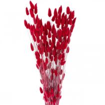 tételeket Nyúlfarkfű Lagurus szárított piros 60cm 50g