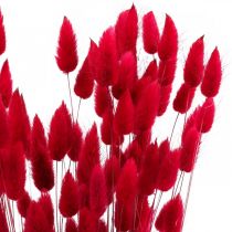 tételeket Nyúlfarkfű (Lagurus) Szárított Piros 60cm 50g Szárított Virágdekoráció