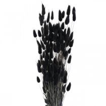tételeket Nyúlfarkfű Lagurus szárított fekete 60cm 50g