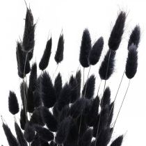 tételeket Nyúlfarkfű Lagurus szárított fekete 60cm 50g