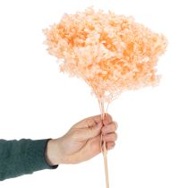 tételeket Hortenzia szárazvirág csokor elegáns otthoni virágdíszítéshez, 65 cm