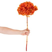 tételeket Hortenzia, tartósított és festett, nagy virág hosszú szárral, 60 cm
