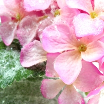 Hortenzia rózsaszín hó hatású 25cm