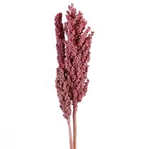 tételeket Indiai kukorica szárított virágok Indiai kukorica rózsaszín 75cm 3db