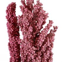 tételeket Indiai kukorica szárított virágok Indiai kukorica rózsaszín 75cm 3db