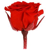 tételeket Infinity Roses valódi virágok mini rózsafejek piros Ø3cm 16 db