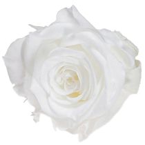 tételeket Infinity Roses Igazi Rózsafejek Mini Rózsa Fehér Ø3cm 16 db