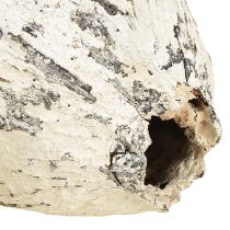 tételeket Kakaóhüvely fehérre meszelt 15 db