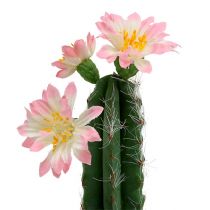 Kaktusz cserépben rózsaszín virággal, H 21cm