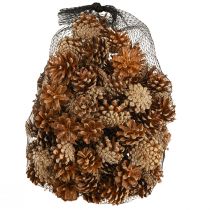 tételeket Erdei fenyőtoboz Pinus sylvestris H3–5cm 1kg