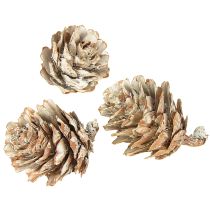 tételeket Fehérített fenyőtobozok, apró tobozdíszek hálóban, 2,5-3,5 cm, 500 g