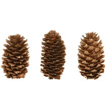 tételeket Kis hemlock tobozok díszes natúr tobozok Advent 3-4cm 100g