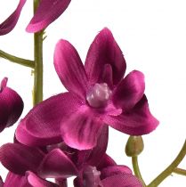 tételeket Kis orchidea Phalaenopsis művirág sötétlila 30cm